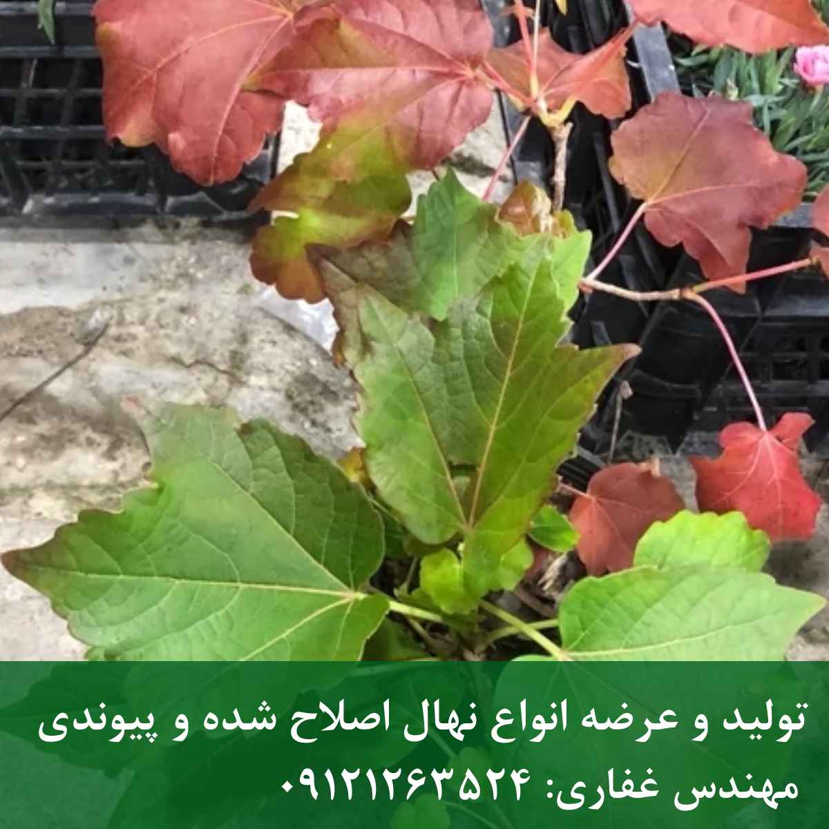 پاپیتال | خرید پاپیتال (عشقه)؛ بهترین گیاه پوششی برای دیوار سبز پاپیتال | خرید پاپیتال (عشقه)؛ بهترین گیاه پوششی برای دیوار سبز