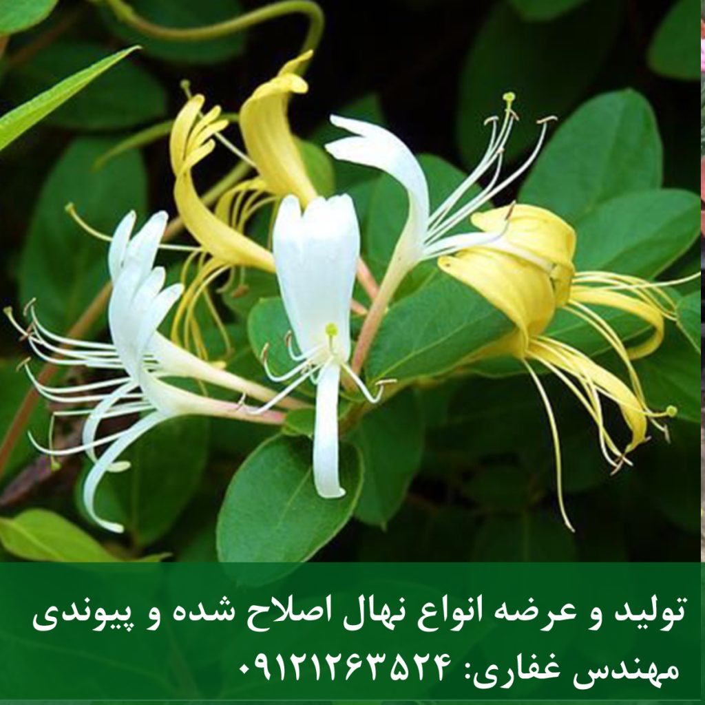 پیچ امین‌الدوله | پیچ امین‌الدوله؛ عطر بهشت در خانه‌های ایرانی