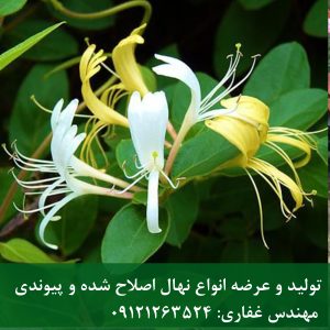 پیچ امین‌الدوله | پیچ امین‌الدوله؛ عطر بهشت در خانه‌های ایرانی
