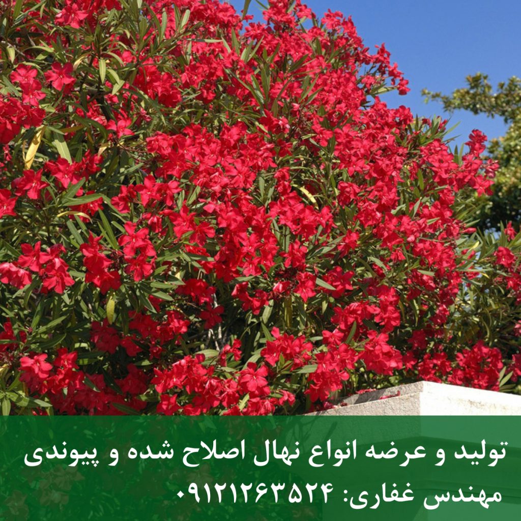 خرزهره | درختچه خرزهره؛ گل‌دهی تمام‌فصل و بسیار مقاوم