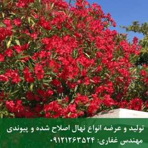 خرزهره | درختچه خرزهره؛ گل‌دهی تمام‌فصل و بسیار مقاوم