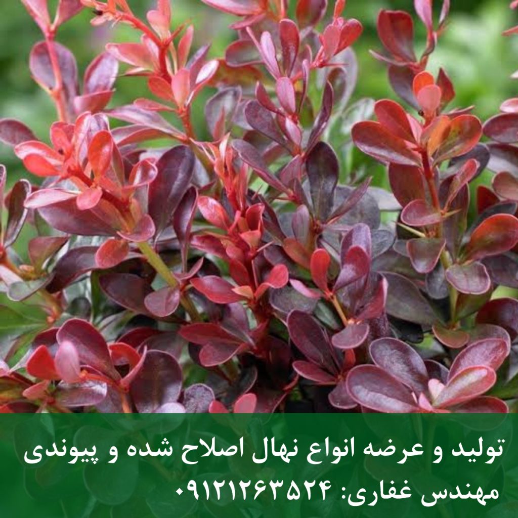 زرشک زینتی (قرمز)؛ جذابیت رنگ در طراحی فضای سبز
