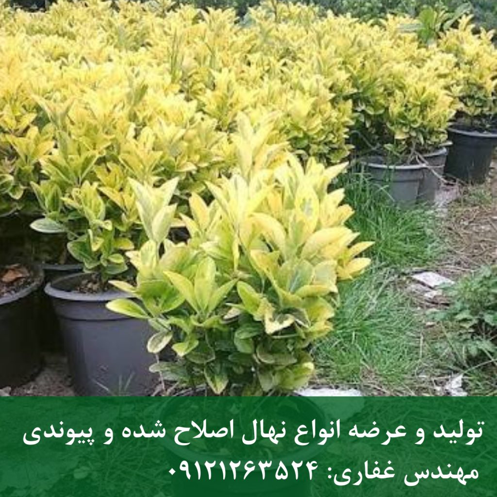 نهال شمشاد ابلق؛ گیاه پرچین لوکس با برگ‌های درخشان