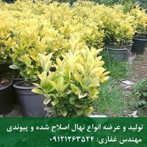 نهال شمشاد ابلق؛ گیاه پرچین لوکس با برگ‌های درخشان