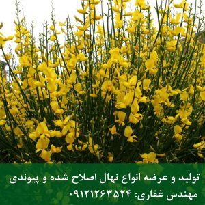 درختچه طاووسی؛ گل‌دهی تماشایی برای حاشیه‌کاری
