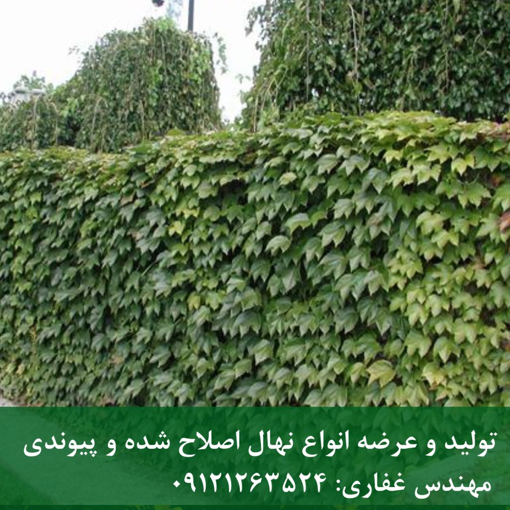 خرید موچسب (ویرجینیا)؛ سبز کردن نما با رشد سریع
