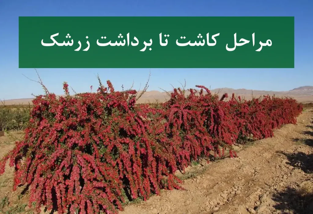 مراحل کاشت تا برداشت زرشک + احداث باغ زرشک
