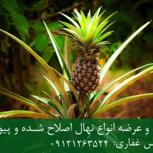 نهال آناناس زودبازده + نهال سالم