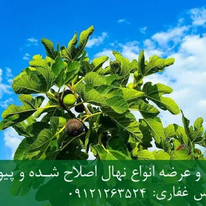 نهال انجیر شناسنامه‌دار + نهال سالم