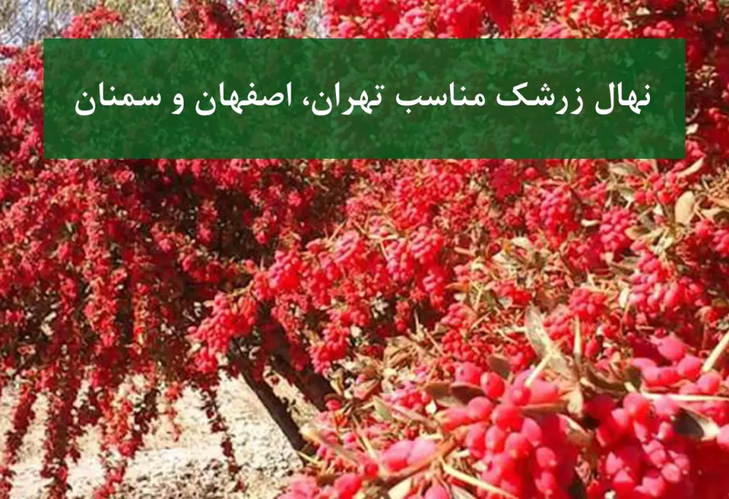 نهال زرشک مناسب تهران، اصفهان و سمنان + زرشک بی‌دانه