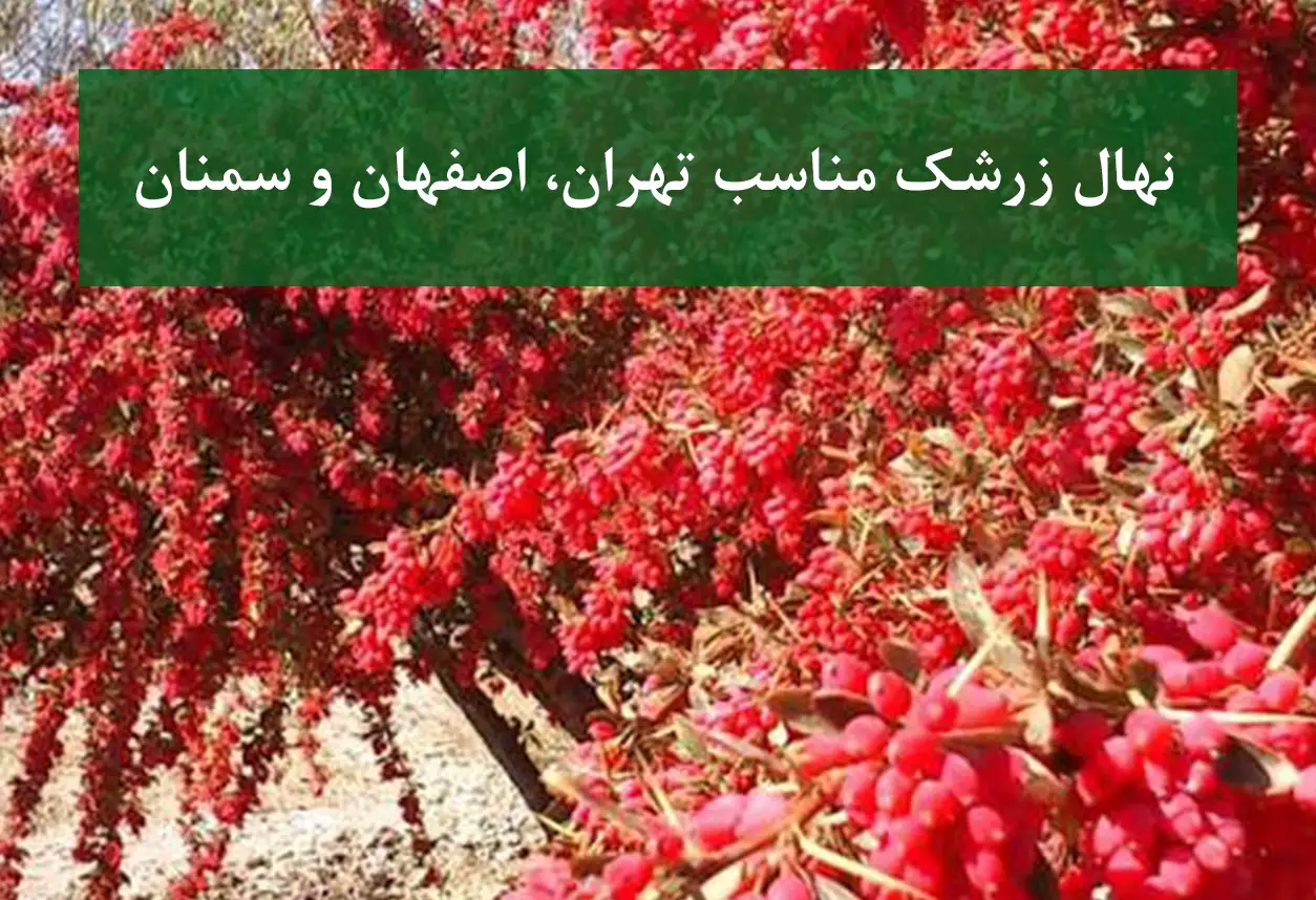 نهال زرشک مناسب تهران، اصفهان و سمنان + زرشک بی‌دانه