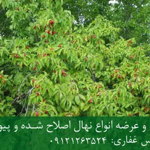 نهال زغال اخته دیرگل + نهال سالم