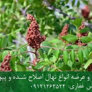 نهال سماق پیوندی + نهال سالم
