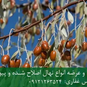 نهال سنجد شناسنامه‌دار + نهال سالم