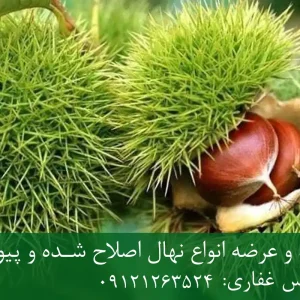 نهال شاه بلوط اصلاح شده + نهال سالم