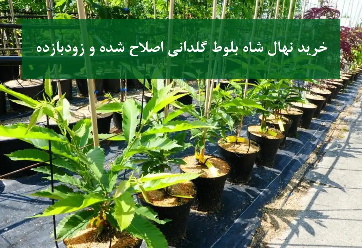 نهال شاه بلوط گلدانی اصلاح شده و زودبازده + نهال سالم