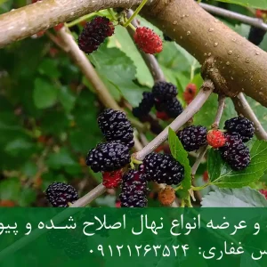 نهال شاه توت پیوندی + نهال سالم