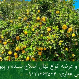 نهال لیموترش پیوندی + نهال اصلاح شده و سالم