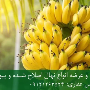 نهال موز پاکوتاه + نهال اصلاح شده و سالم