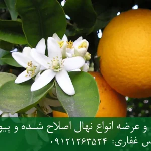 نهال نارنج اصلاح شده + نهال سالم