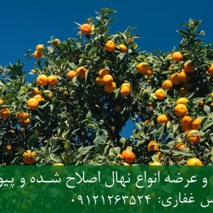 نهال نارنگی دیرگل + نهال سالم