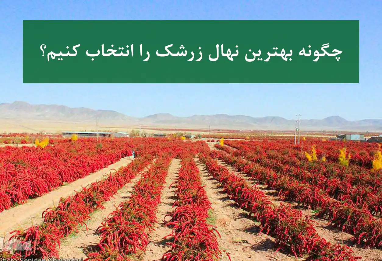 چگونه بهترین نهال زرشک را انتخاب کنیم + نهال زرشک سالم و پربار