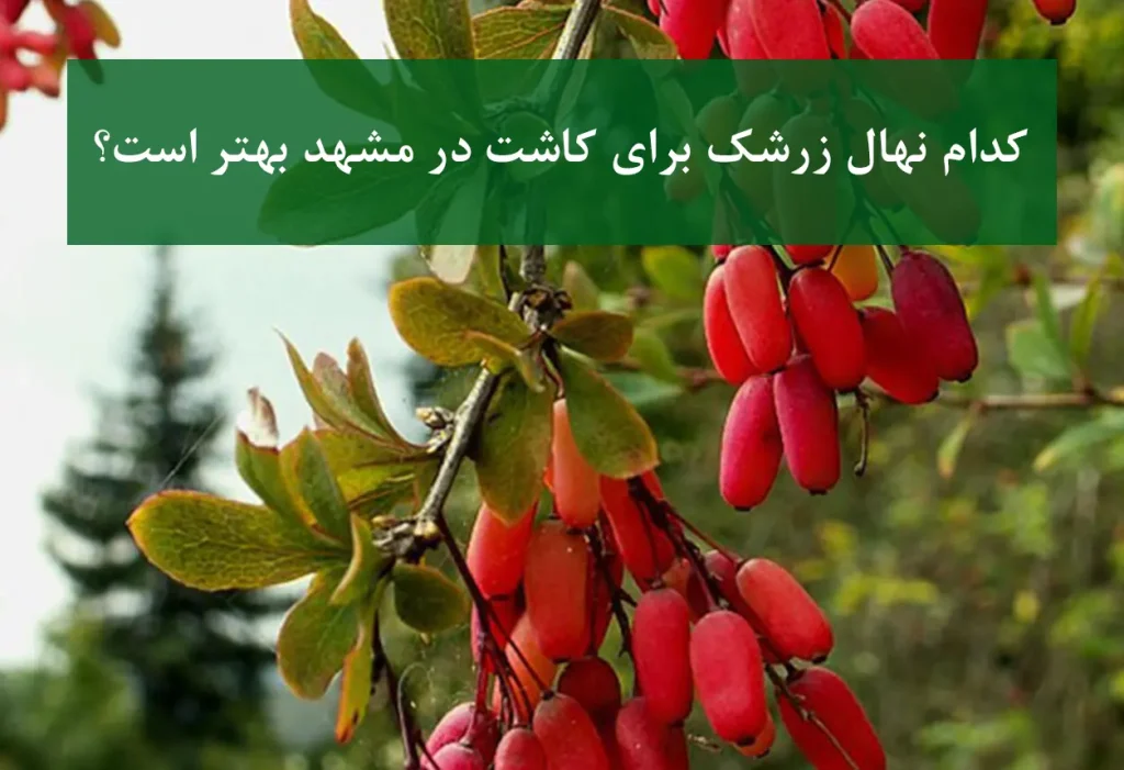 کدام نهال زرشک برای کاشت در مشهد بهتر است + زرشک بی‌دانه
