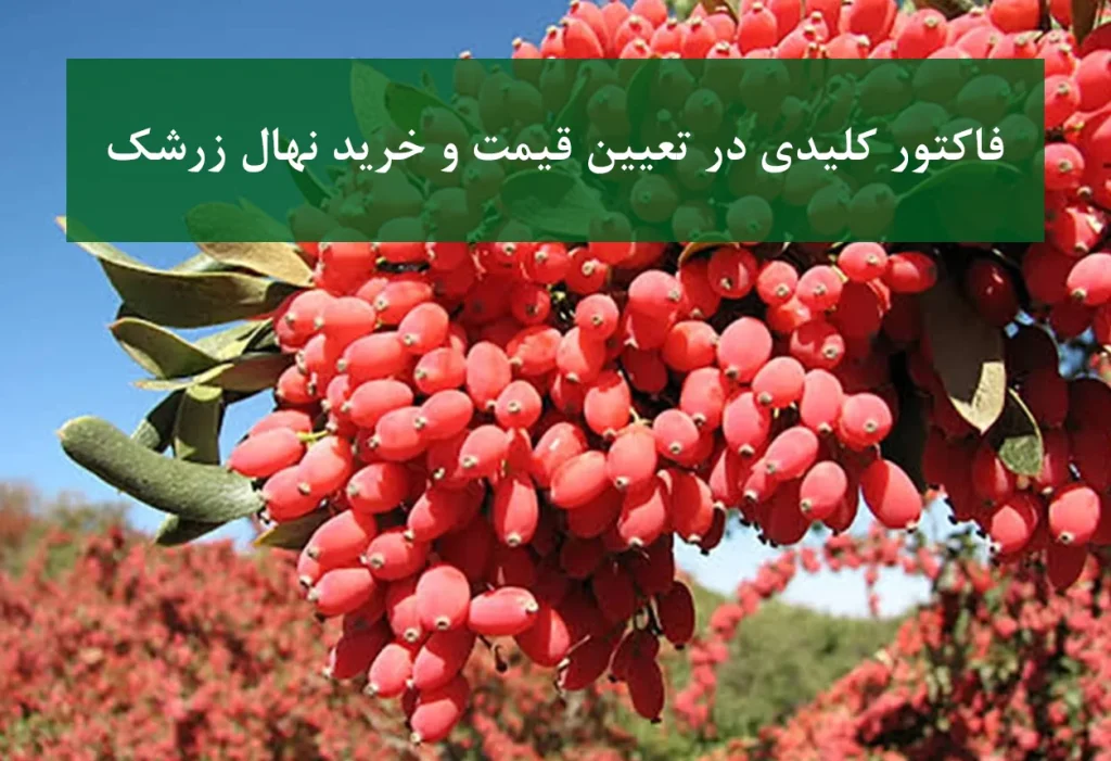 ۵ فاکتور کلیدی در تعیین قیمت و خرید نهال زرشک + نهال باکیفیت