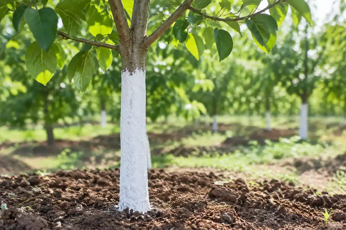 آفتاب‌سوختگی پوست نهال جوان + محافظت تنه با رنگ سفید