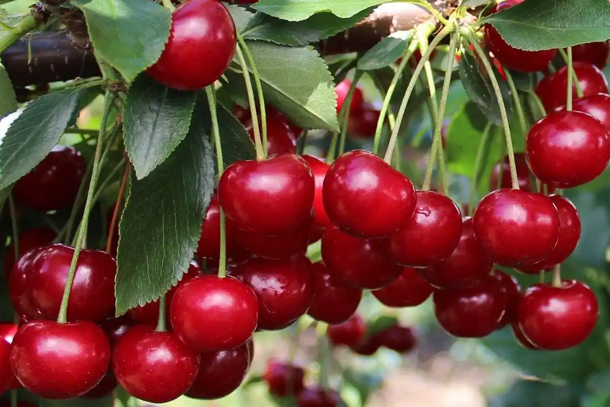 آلبالو مجاری گوشواره‌ای + مقایسه ویژگی میوه و کاربرد صنعتی