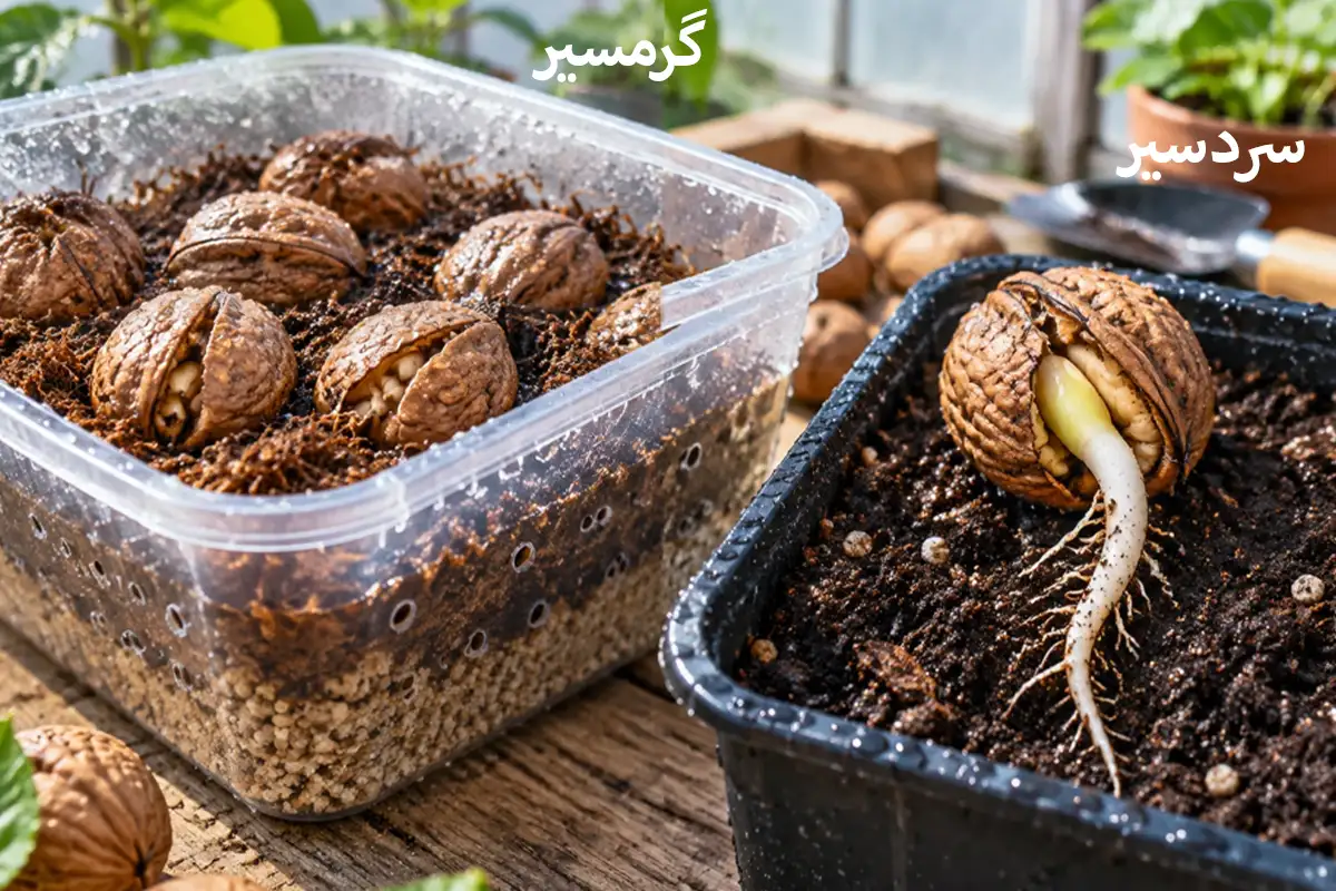 استراتیفیکاسیون بذر گردو + مقایسه مدت سرمادهی بذرهای مناطق سردسیر و گرمسیر
