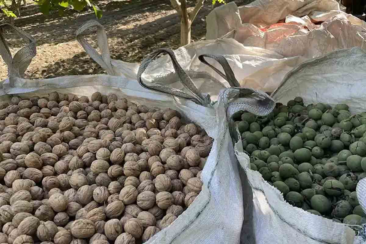 بازار صادراتی بذر گردو + آماده‌سازی محموله ایرانی برای حمل‌ونقل خارجی