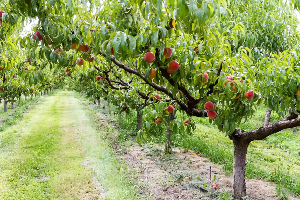 باغ هلو در سال سوم + بررسی باردهی و سودآوری درختان جوان