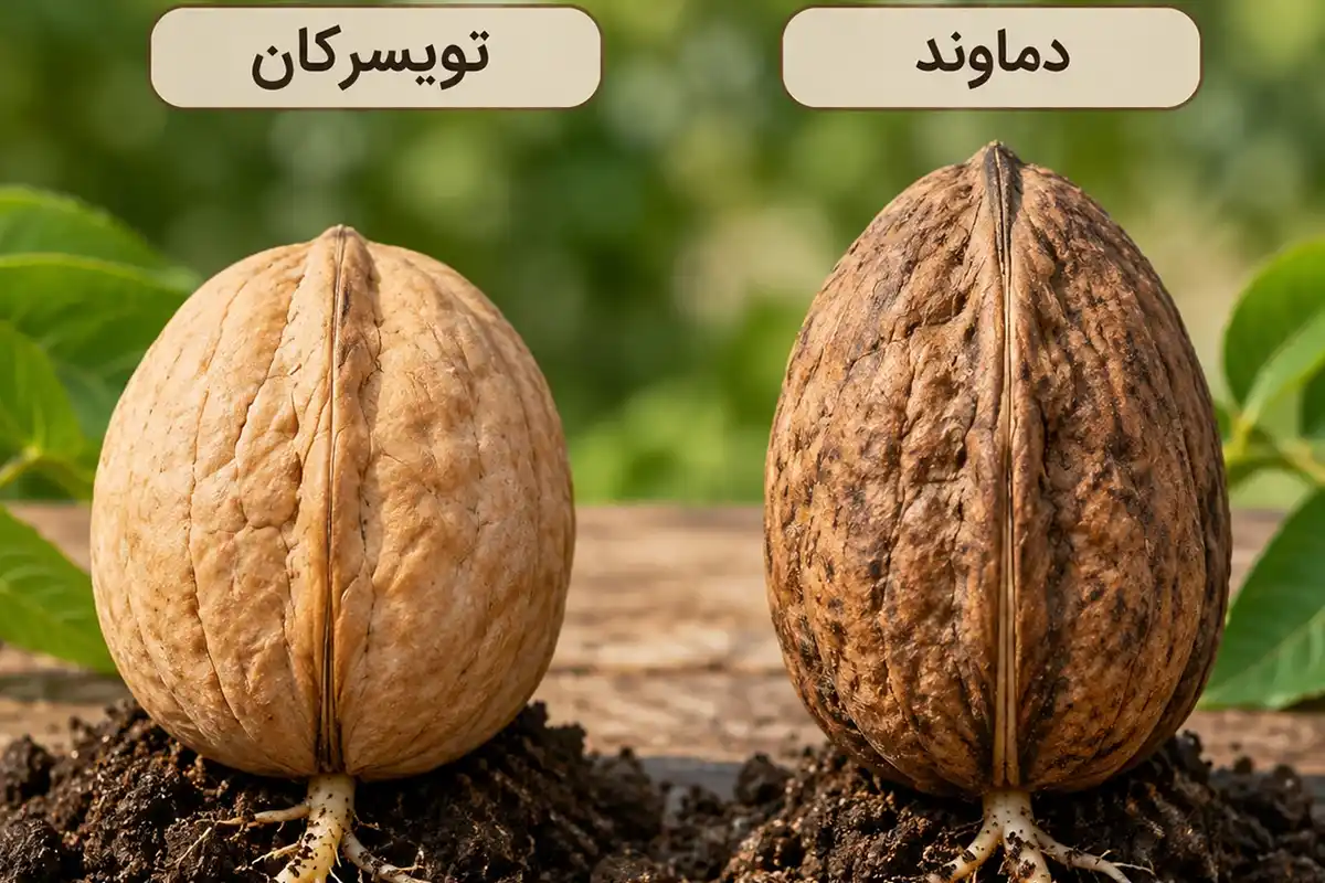 بذر گردوی تویسرکان و دماوند + مقایسه دو منبع بذر برای تولید پایه قوی