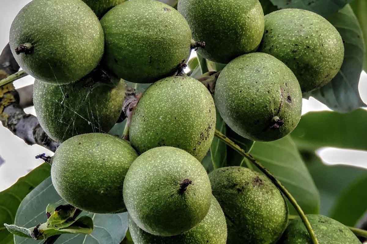 بذر گردوی خوشه‌ای و نهال جوان + تفاوت احتمالی نسل بذری با درخت مادر پربار
