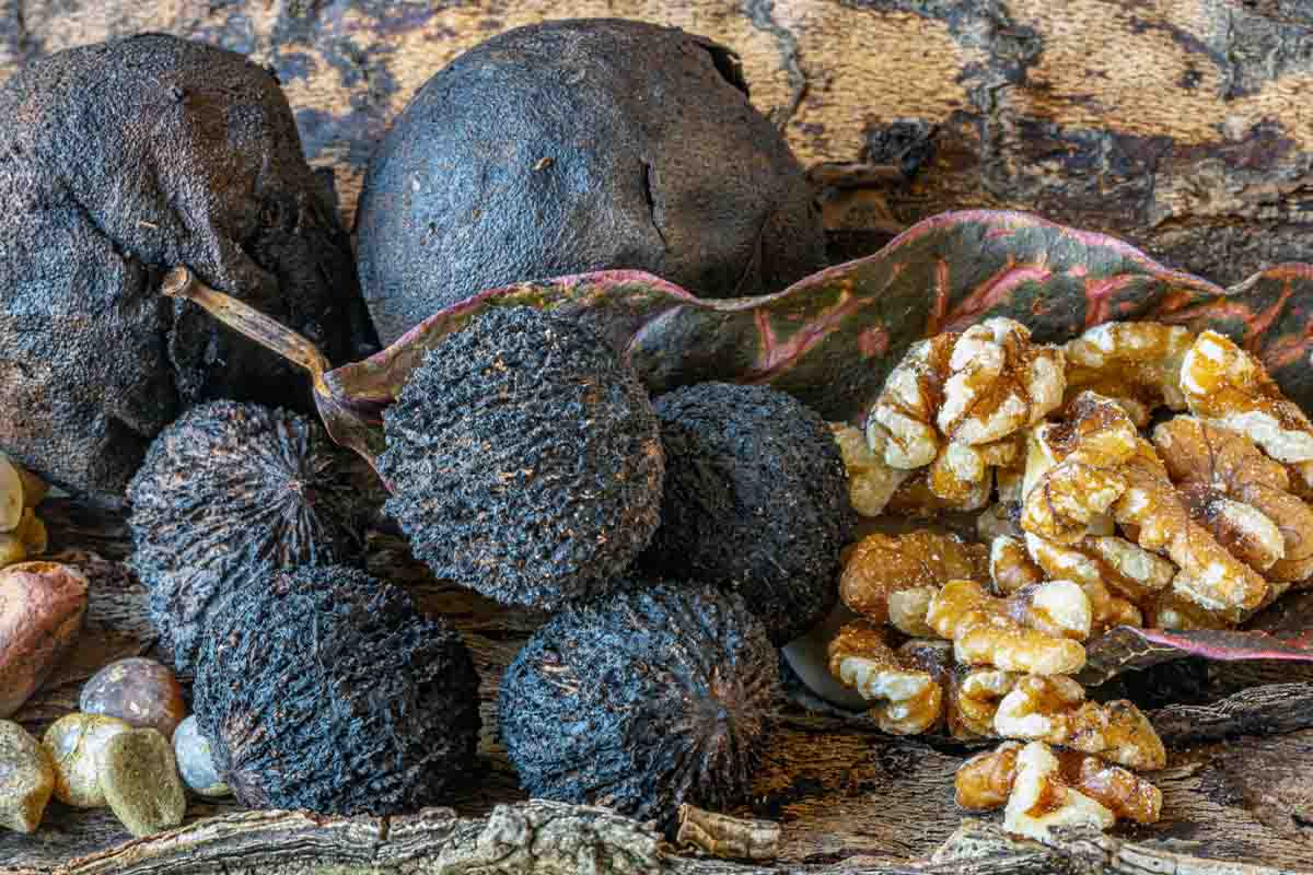 بذر گردوی سیاه آمریکایی Juglans nigra + انتخاب بذر سالم برای تولید پایه قوی