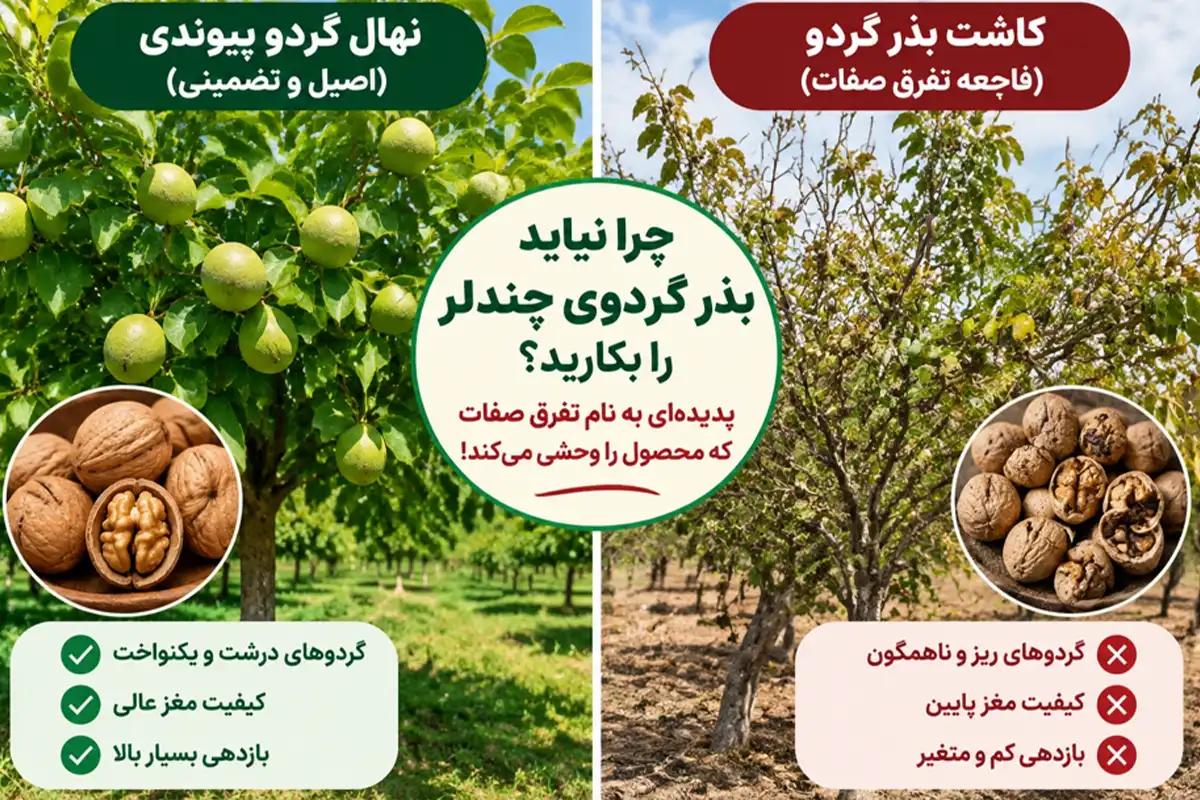 بذر گردوی چندلر و نهال بذری + تفاوت ظاهری نهال‌های حاصل از تفرق صفات
