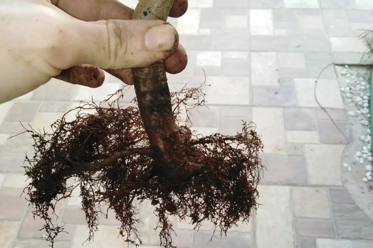 بونسای گردو حاصل از بذر + هرس تدریجی ریشه اصلی برای کنترل رشد نهال