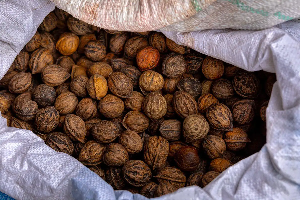 تست تکان دادن بذر گردو در کیسه + بررسی صدای لق زدن مغز داخل پوسته