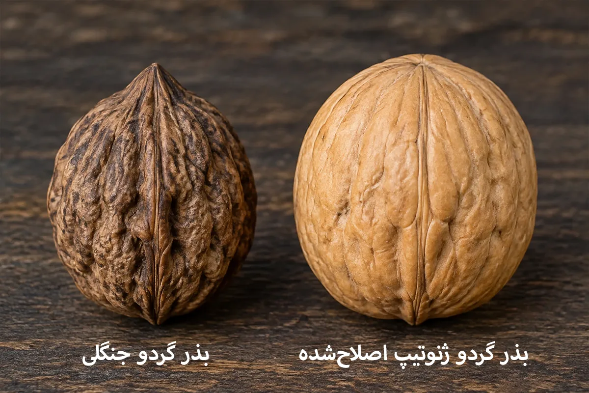 تشخیص بذر گردوی جنگلی و ژنوتیپ اصلاح‌شده + مقایسه شکل نوک و شیارهای پوسته