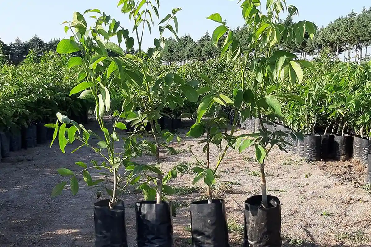 تشخیص نهال دوساله و سه‌ساله + بررسی سن واقعی نهال