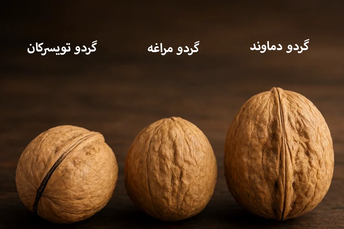 تشخیص گردوی باکیفیت + بررسی پرشدگی مغز و سلامت پوست گردو