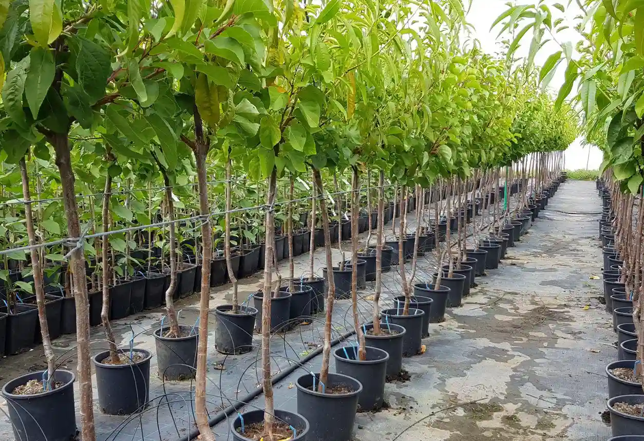 تفاوت نهال جهاد کشاورزی و نهال آزاد + بررسی اصالت