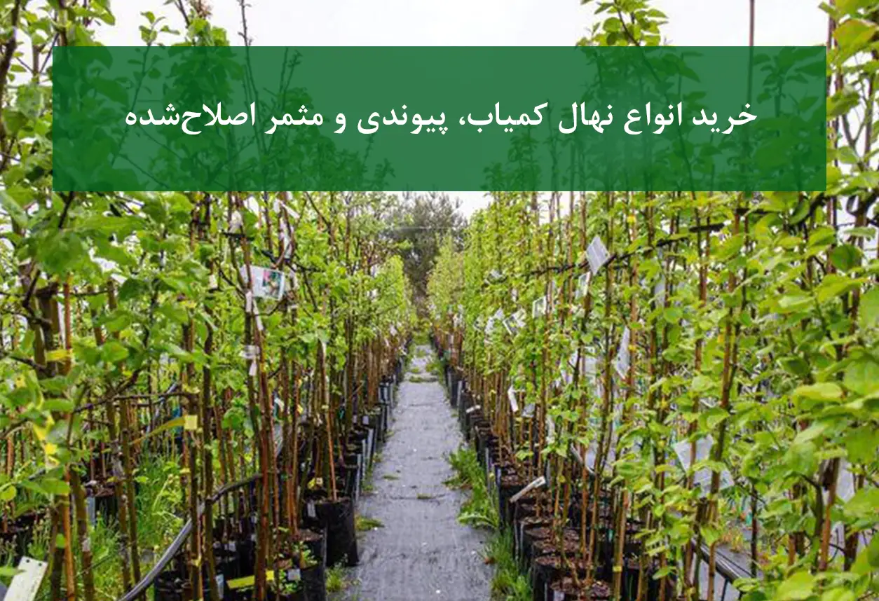 خرید انواع نهال کمیاب و پیوندی + ارقام مثمر اصلاح‌شده