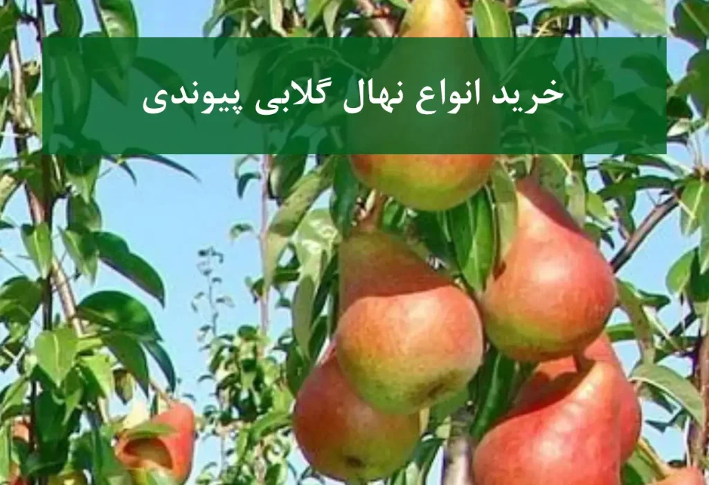 خرید انواع نهال گلابی پیوندی + دوشس، اسپادونا و بیروتی