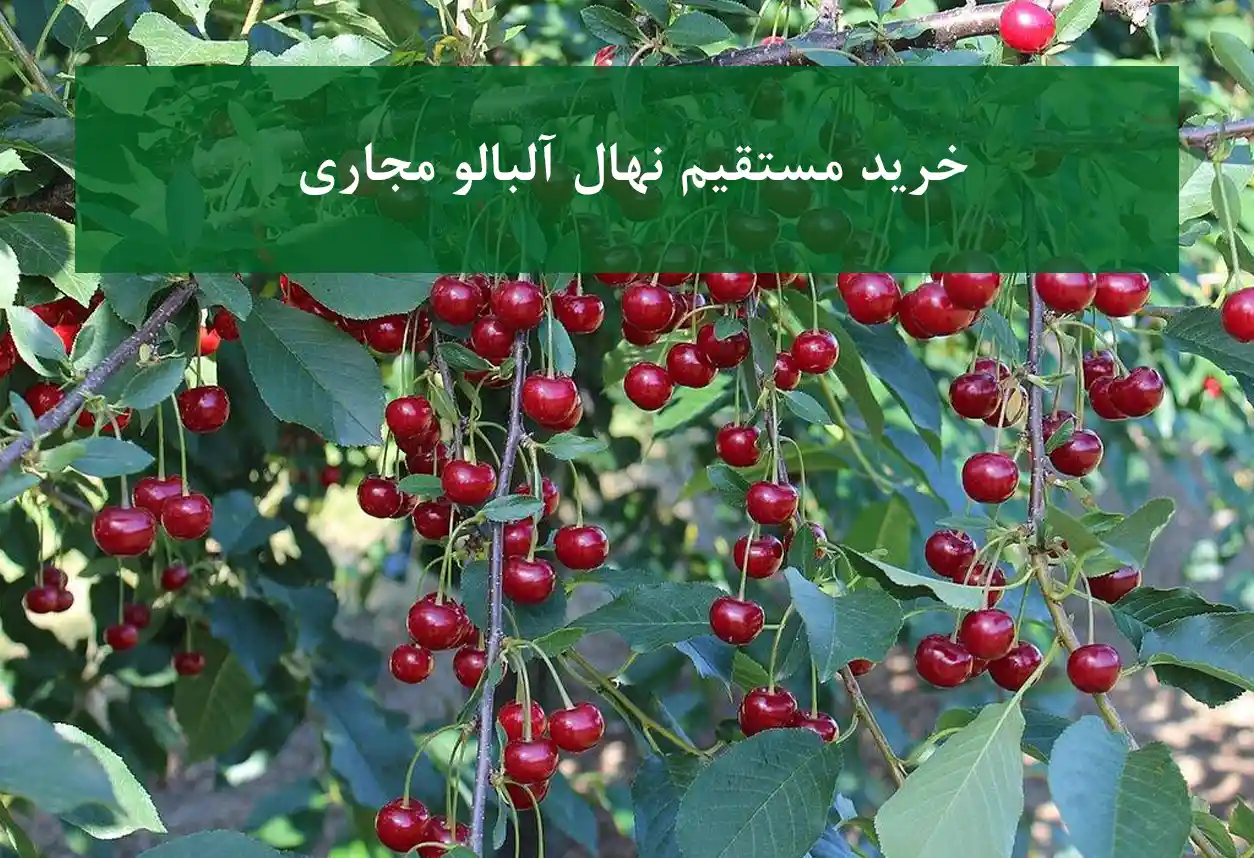 خرید مستقیم نهال آلبالو مجاری + مناسب احداث باغ