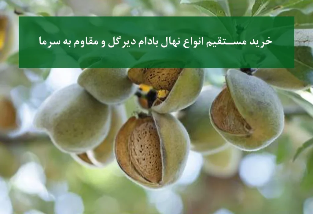 خرید مستقیم نهال بادام دیرگل + مقاوم به سرمای بهاره