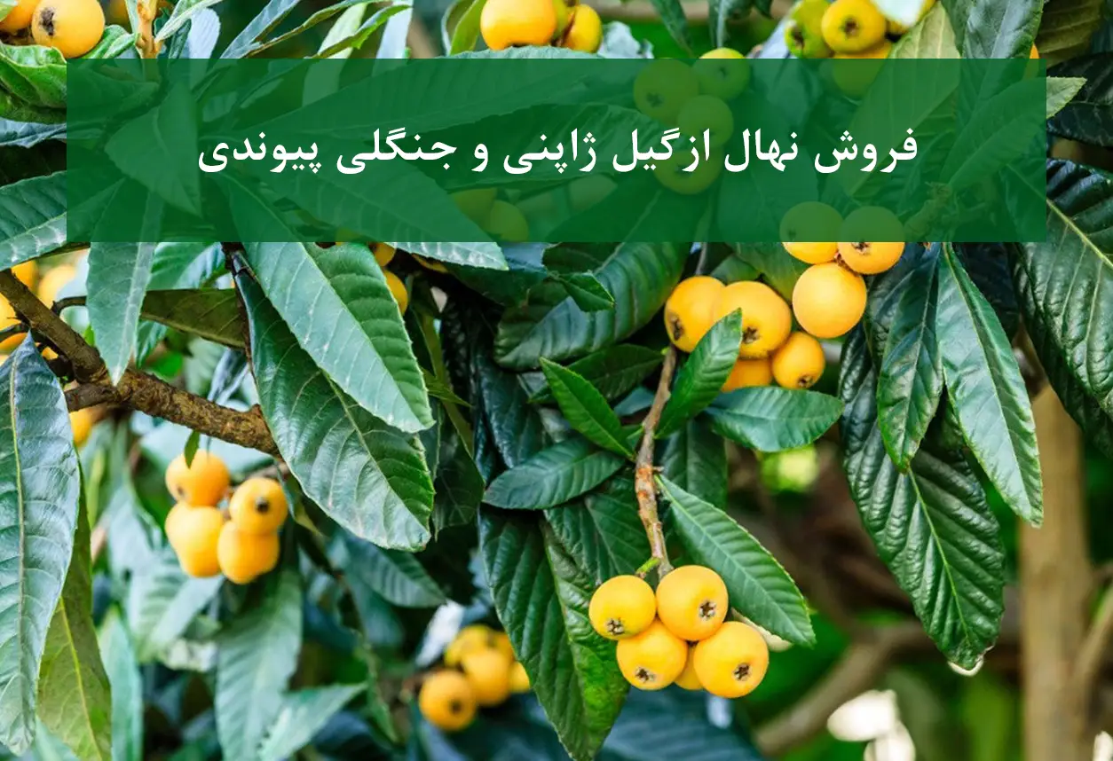 خرید نهال ازگیل پیوندی + ارقام ژاپنی و جنگلی