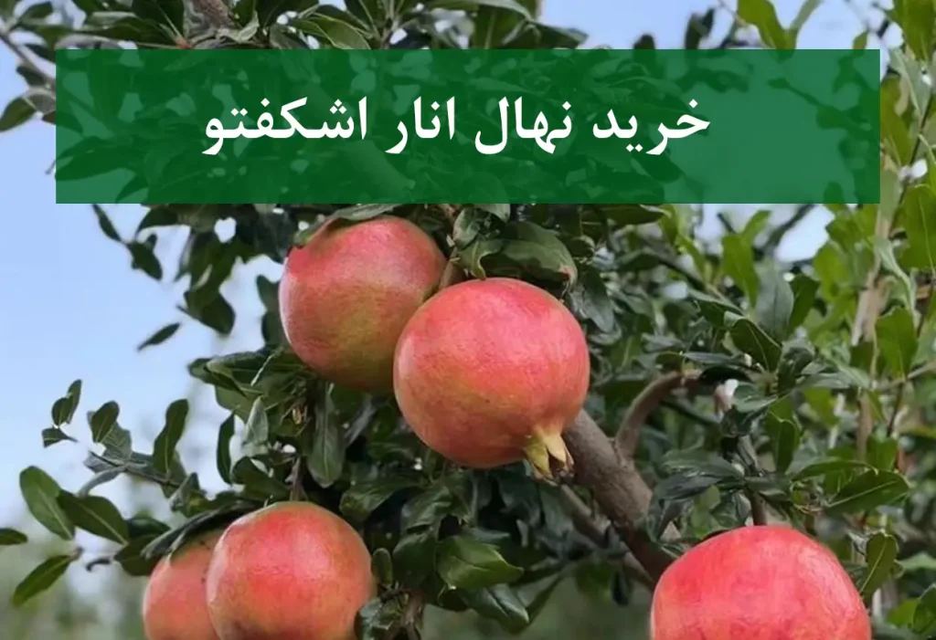 خرید نهال انار اشکفتو + نهال سالم و استاندارد