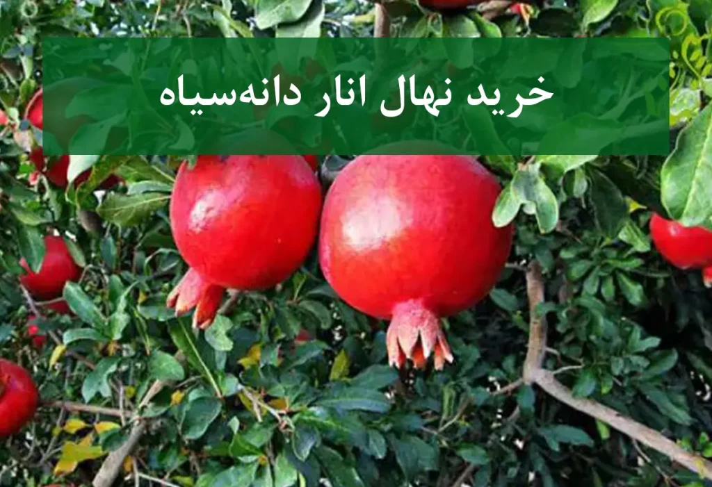 خرید نهال انار دانه سیاه + نهال سالم و پربار